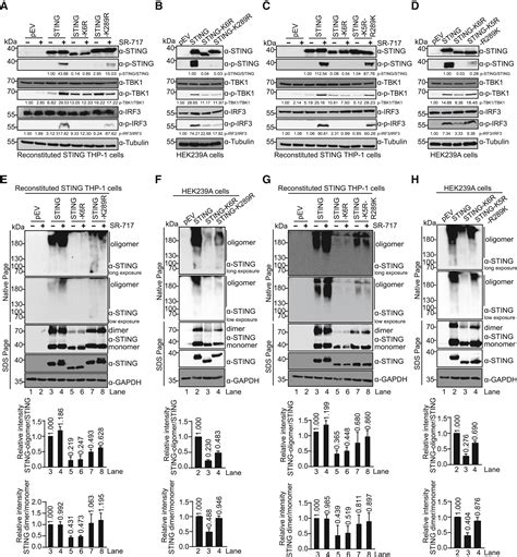 Regulation Of Sting Activity In Dna Sensing By Isg Modification Cell