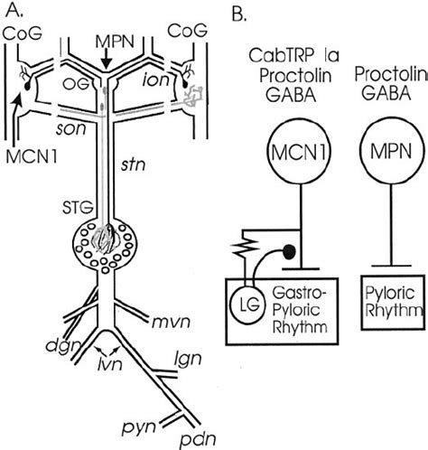 Schematic Of The Stomatogastric Nervous System And The Known