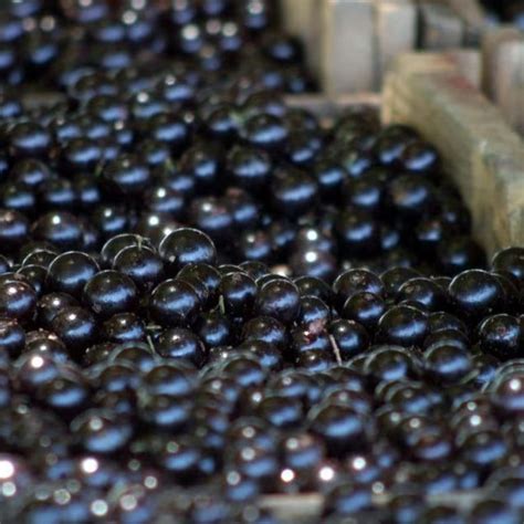 Jabuticaba Supera A A E Eleita A Segunda Melhor Fruta Do Mundo Em