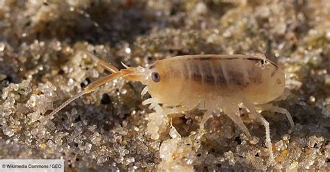 Qui est la puce de sable capable de vous gâcher vos vacances à la