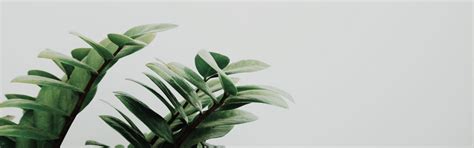 Minimalist Plant Wallpapers on WallpaperDog