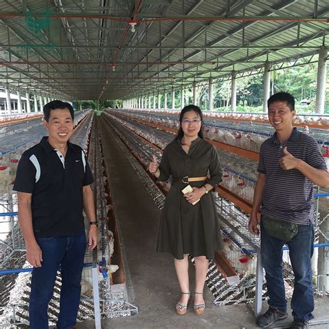 High Quality Galvanized Egg Layer Chicken Cages For 5000 Birds Poultry