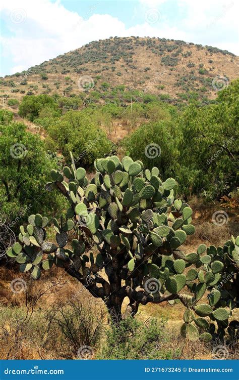 Nopal Cactus Is Growing In The Desert Stock Image Image Of Growing