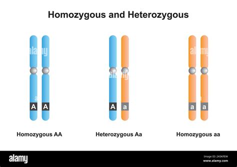 Wissenschaftliche Entwicklung Von Homozygoten Und Heterozygoten