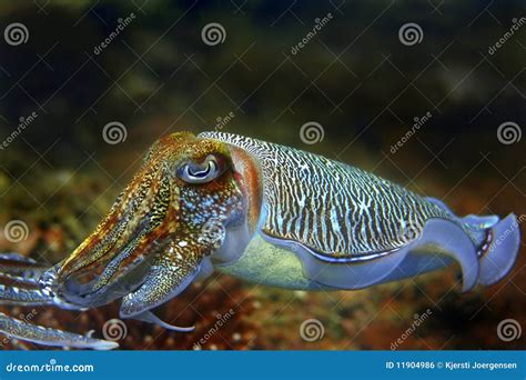 Cuttlefish Stock Photo Image Of Swim Cuttle Fish Fiji 11904986