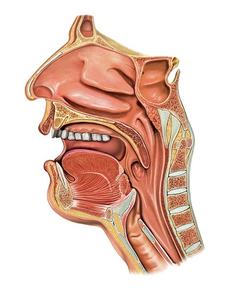 Oral Cavity And Pharynx Photograph By Asklepios Medical Atlas Porn