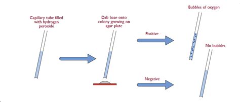 An Outline Of The Catalase Test Rmicrobiologyobsession