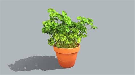 Parsley Plant Buy Royalty Free 3D Model By Lassi Kaukonen