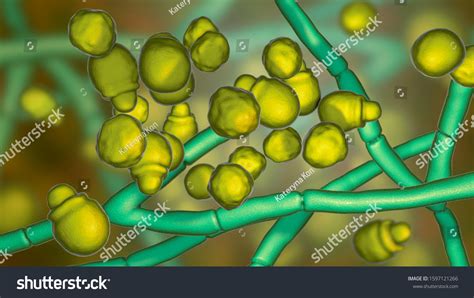 Microscopic Fungi Malassezia Furfur 3d Illustration Stock Illustration