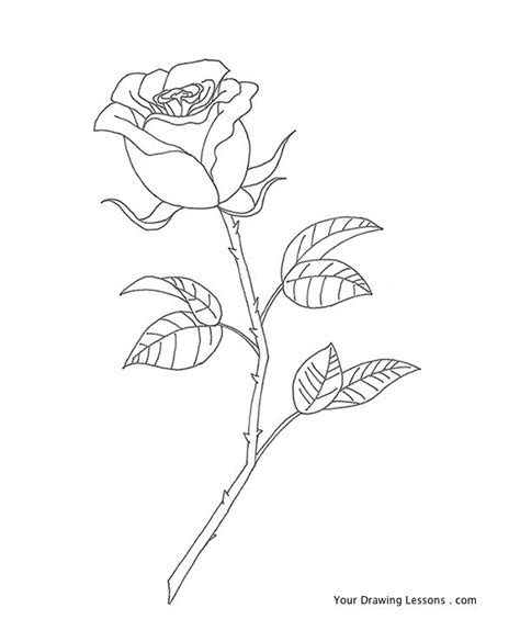 Long Stem Rose Drawing At Getdrawings Free Download