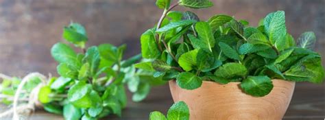 Las Mejores Plantas Para Tener En La Cocina CanalHOGAR