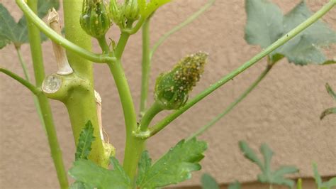 Aphids Infested Okra Plants Youtube