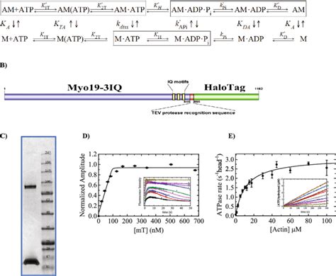 Myo Iq Expression Purification And Its Steady State Atpase