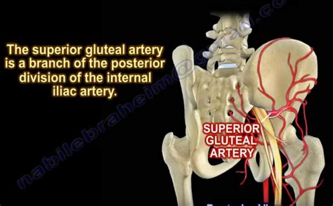 Superior Gluteal Artery