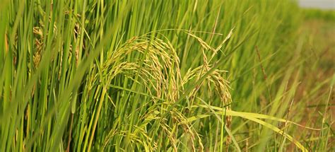 Tout Savoir Sur La Culture Du Riz Bio Autour Du Riz