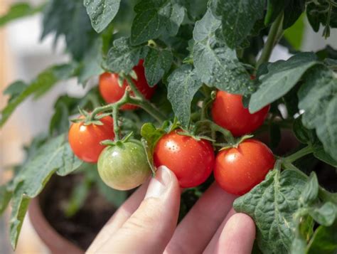 Truco casero con estos tips podés tener una huerta con tomates cherry