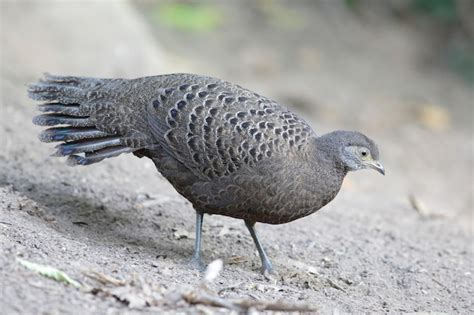 Premium Photo Grey Peacock Pheasant Polyplectron Bicalcaratum