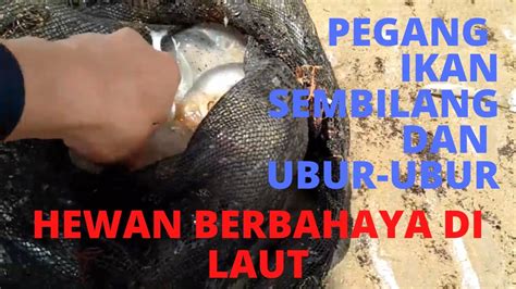 Panen Ubur Ubur Dan Ikan Sembilang Nombak Ikan Saat Laut Surut Part