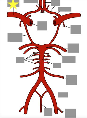 Cerebral Vasculature Flashcards Quizlet