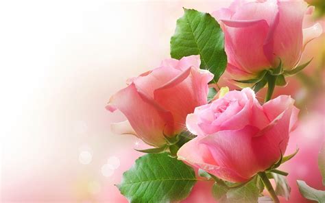 Love Rose Wallpapers - Top Free Love Rose Backgrounds - WallpaperAccess