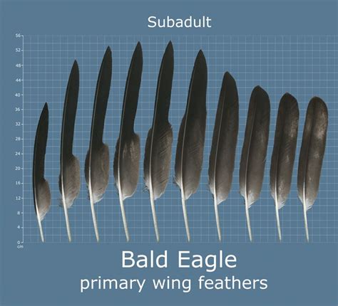 The Feather Atlas Feather Identification And Scans Artofit