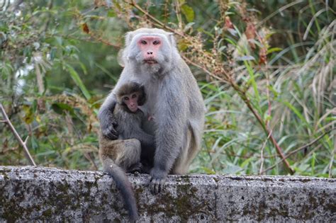 難道就「降」嗎？——當台灣獼猴不再是保育動物 關懷生命協會