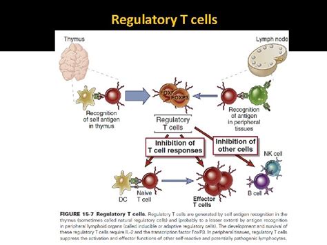 Chapter 15 Immunologic Tolerance And Autoimmunity Immunological Tolerance