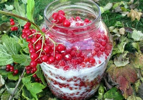 Мой калиновый сироп на зиму: густой и витаминный, как свежая калина и ...