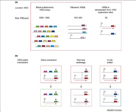 VSG Genes And VSG Switching In African Trypanosomes A Genomic