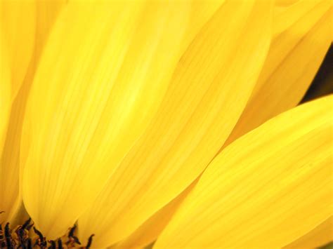 Yellow Flower Texture Flowers Flower Background Flower Texture