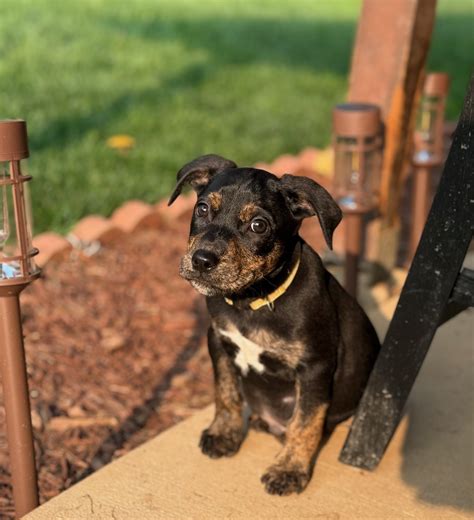 Ace – Riley Rescue