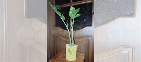 Замиокулькас долларовое дерево 50см купить в Красноярске | Товары для ...