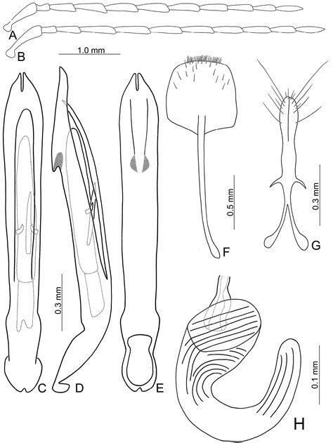 Revision Of The Theopea Genus Group Coleoptera Chrysomelidae Galerucinae Part Iii