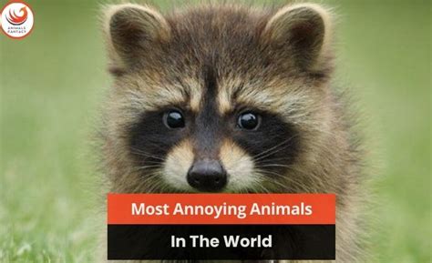 Top 10 Most Annoying Animals in The World - AnimalsFantacy for Animals