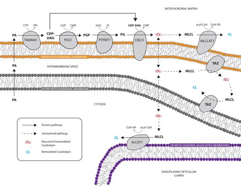 Cardiolipin Biosynthesis And Remodeling Phosphatidic Acid Pa