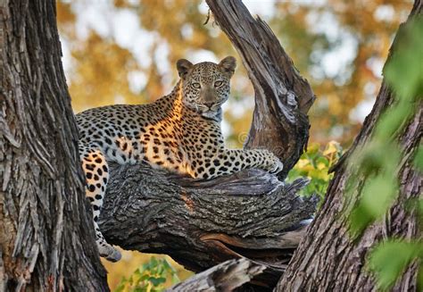 Leopardo Que Se Sienta En Un árbol Imagen De Archivo Imagen De Viaje Parque 39161151