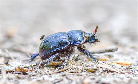 Vroege Vogels Foto Geleedpotigen Liften