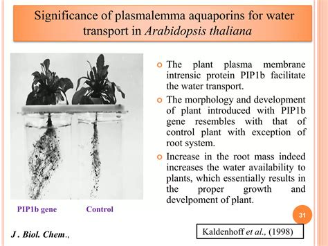 Aquaporins And Their Regulation In Plants Ppt