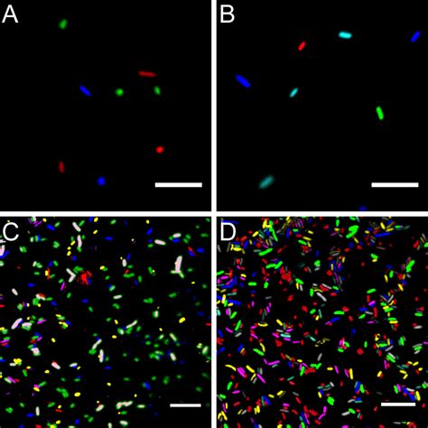 Microscopy images of fluorescent bacteria. (A) widefield... | Download ...