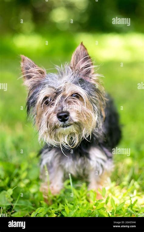 Yorkshire Terrier Mix