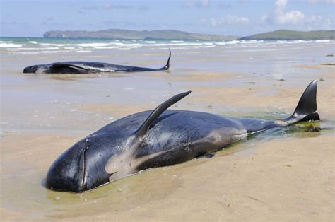 Mystery of Mass Whale Strandings Gets Even Stranger - Newsweek