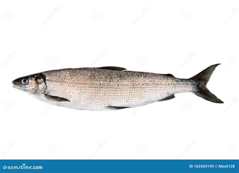 Whitefish Coregonus Lavaretus Stock Photo Image Of Fishery Gwyniad