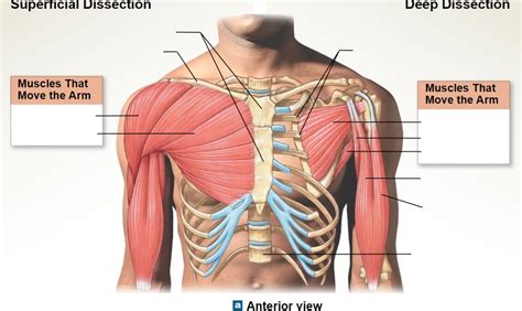 Arm Diagram | Quizlet