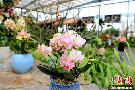 China Daily On Twitter Phalaenopsis Flowers In The Strait Flower