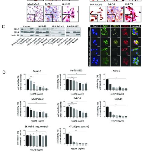 Claudin 3 Cldn3 And Claudin 4 Cldn4 Expression And Distribution