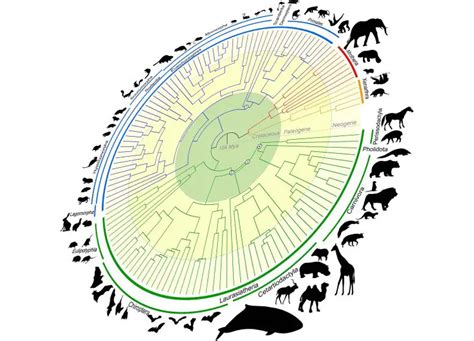 Mammalian Tree Of Life Redefined Genomic Time Machine Traces Back 100