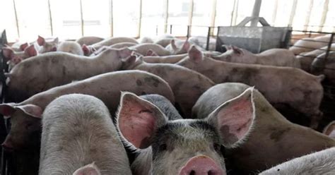 African swine fever outbreak sparks concerns over export disruption in ...