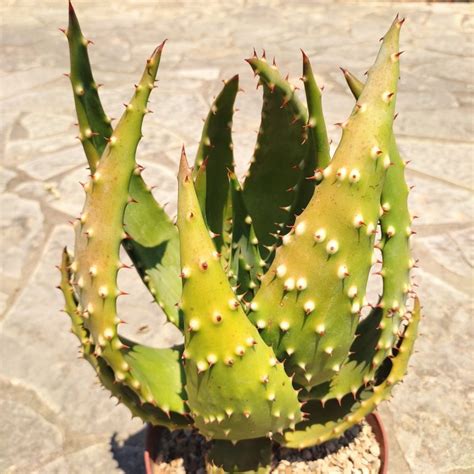 Aloe Humilis Pratensis Plant Treasury