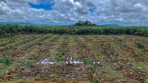 Berita Sawit Daftar Program PSR Petani Bisa Peroleh Dukungan Dana