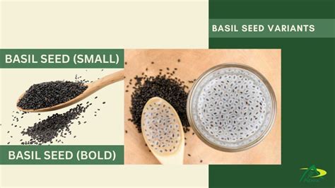 Basil Seeds Manufacturers Suppliers Exporter Apexherb Flickr